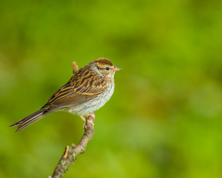 A common sparrow bird on a tree branchの写真素材
