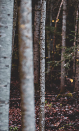 A vertical shallow focus of thin tree birches at the forestの写真素材