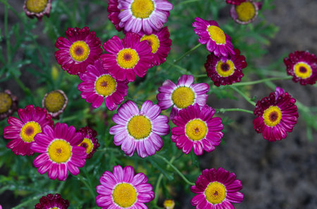 Beautiful Argiranthemum flowers blooming in a gardenの写真素材