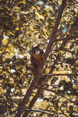 The vertical shot of the squire on a tree  looking straight to a camera