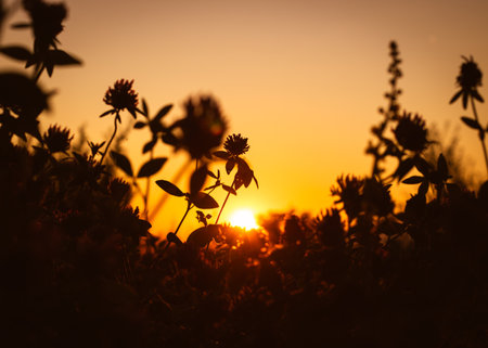 The dark silhouettes of the plants against the background of the beautiful sunset.の写真素材