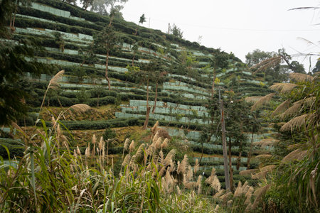 The tea farms in the mountains of Taiwan!の写真素材