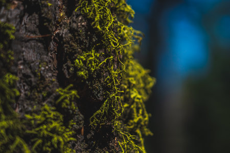 A closeup shot of textural details of moss on a tree in Sequoia National Park, Californiaの写真素材