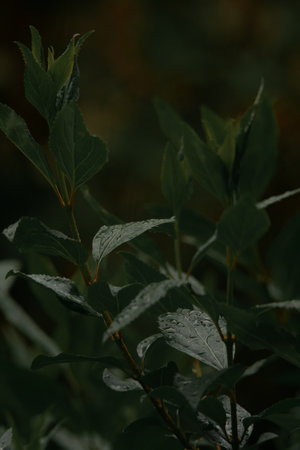 A selective of beautiful green leavesの写真素材