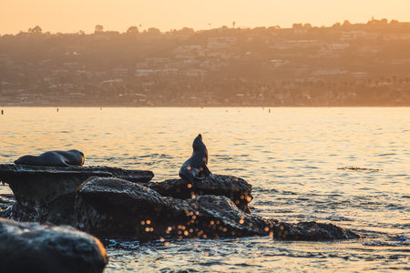 A beautiful sea lion on a stone in La Jolla Cove of San Diegoの写真素材