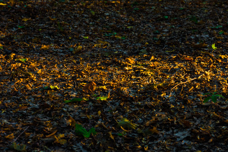 A wet autumn ground in forest