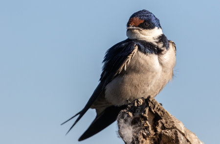 A closeup shot of a barn swallow bird perching on an old tree against a blurred backgroundの写真素材