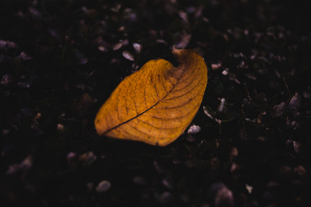 A single yellow leaf on a dark background.の写真素材
