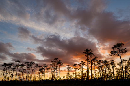 A silhouette of palm trees on the sunsetの写真素材