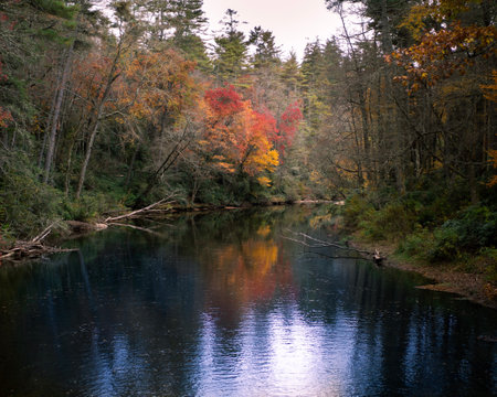 A beautiful view of a river flowing across the forest on a cool autumn dayの写真素材