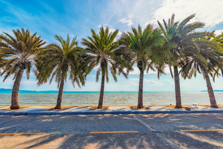 A beautiful view of a beach with many palm trees under the sunlight in Thailandの写真素材
