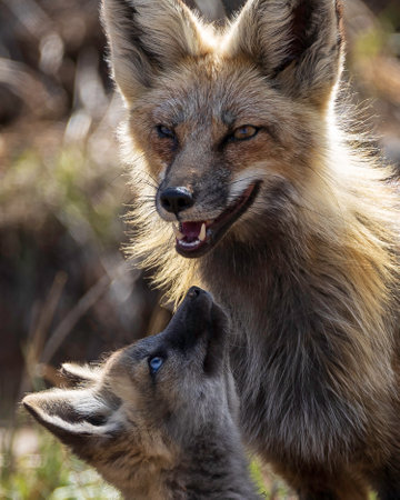 A vertical closeup of the mother fox with the kit.の写真素材