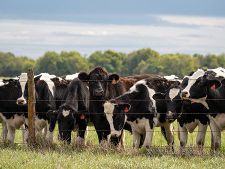 A herd of Holstein breed cows on the farm on a sunny dayの写真素材