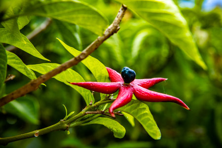 A closeup shot of a Clerodendrum planの写真素材