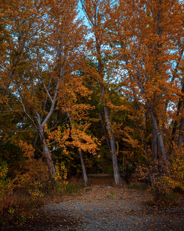 A vertical shot of trees in a forest with colorful, dried leavesの写真素材