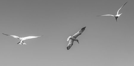 A grayscale of flying herons in the skyの写真素材