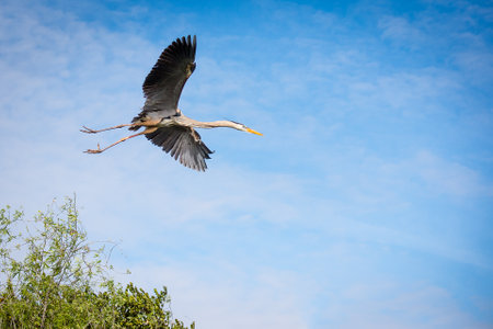 A selective of a gray heron (Ardea cinerea) flying in the skの写真素材