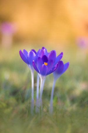 A vertical closeup of Crocus. Beautiful violet flowers.の写真素材