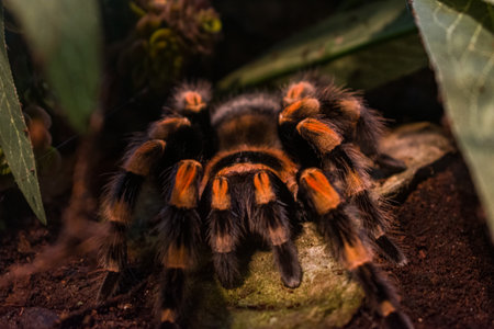 A closeup of the Smith's Redknee Tarantula. Brachypelma smithi.の写真素材