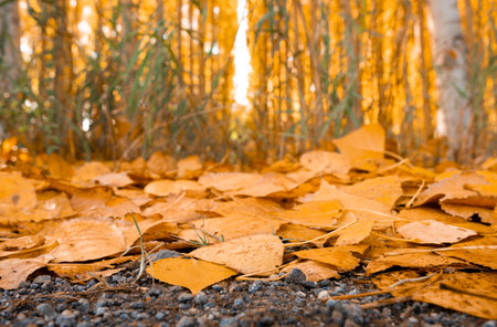 A Beautiful scene of autumn landscape and trees with yellow fallen leavesの写真素材