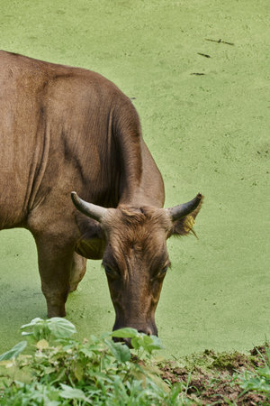 The brown cow grazing on the plants in the lake covered in algaeの写真素材