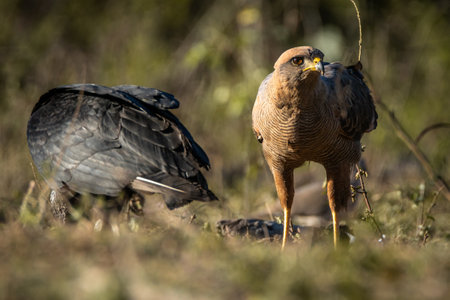 A closeup shot of an eagle and a buzzard in the wildの写真素材