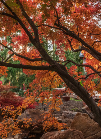 A vertical shot of a beautiful orange autumn tree in a forestの写真素材