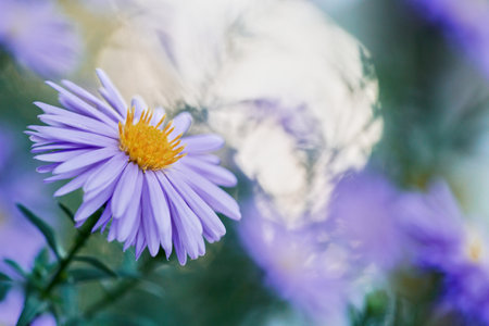 A selective focus shot of aster flower in the gardenの写真素材