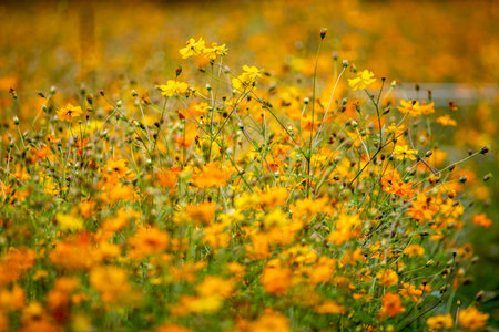 A beautiful meadow with blooming orange wildflowersの写真素材