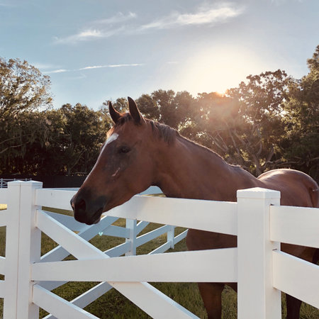 A brown horse behind the white fenceの写真素材
