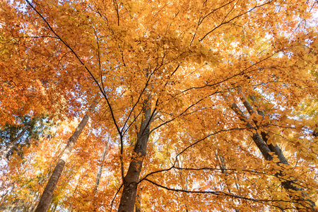 A low angle beautiful view of the golden Cansiglio Forest in Italy