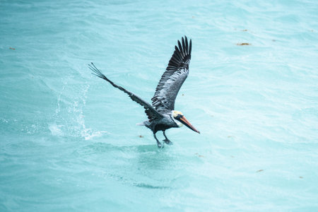 A peruvian pelican bird flying over the seaの写真素材