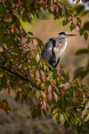 A vertical shot of a cocoi heron bird perched on a treeの写真素材