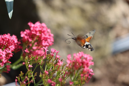 A closeup shot of a Hummingbird hawk-moth flying near the blooming flowersの写真素材
