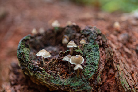 A macro shot of small mushrooms growing on the fallen remains of a treeの写真素材