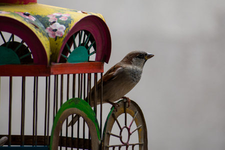 A closeup of a sparrow perched on a small toy.の写真素材