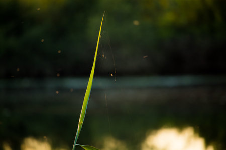 A closeup of fresh green grass. Shallow focus.