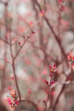 A vertical shot of tree branches with beautiful red leaves in a park