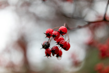 A closeup of a branch with the red rosehip.