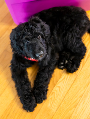 A vertical shot of a cute, fluffy dog wearing a red collar