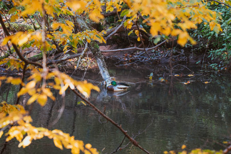 Beautiful Image of a Duck in a River on the Autumn seasonの写真素材