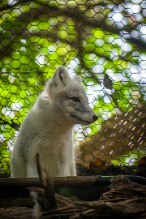A vertical closeup of the Arctic fox in the cage.の写真素材