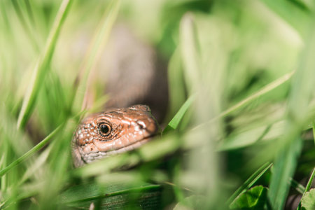 A closeup shot of a Swedish Lizard in the green grass with a nice depth of fieldの写真素材
