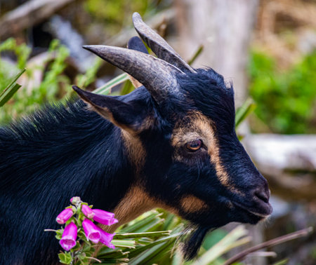 A closeup shot of a goat in a garden outdoorsの写真素材