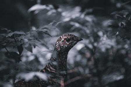A closeup shot of a turkey in a forest during the dayの写真素材