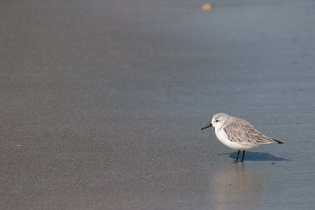 A closeup of a sanderling bird perched on the sandy beach during daylightの写真素材