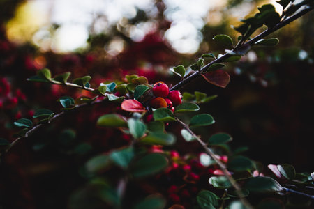 A close-up shot of a cotoneaster branch on a blurred background.の写真素材