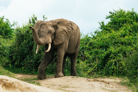 An African elephant in Uganda with trees in the background