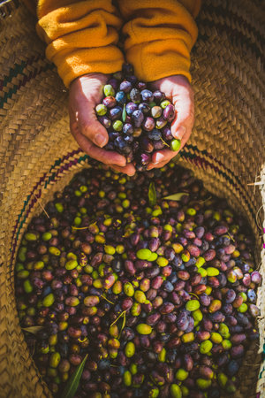 A hand dropping freshly picked olives in a big basketの写真素材
