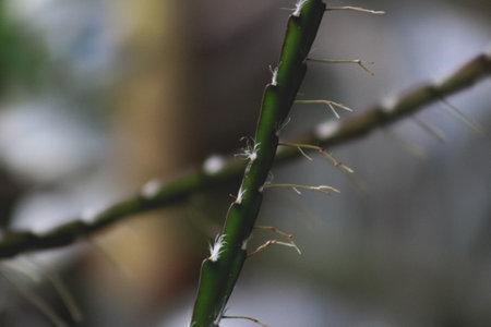 A beautiful macro shot of a green bamboo shrub on a blurry backgroundの写真素材